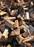 Firewood Mixed Bushwood